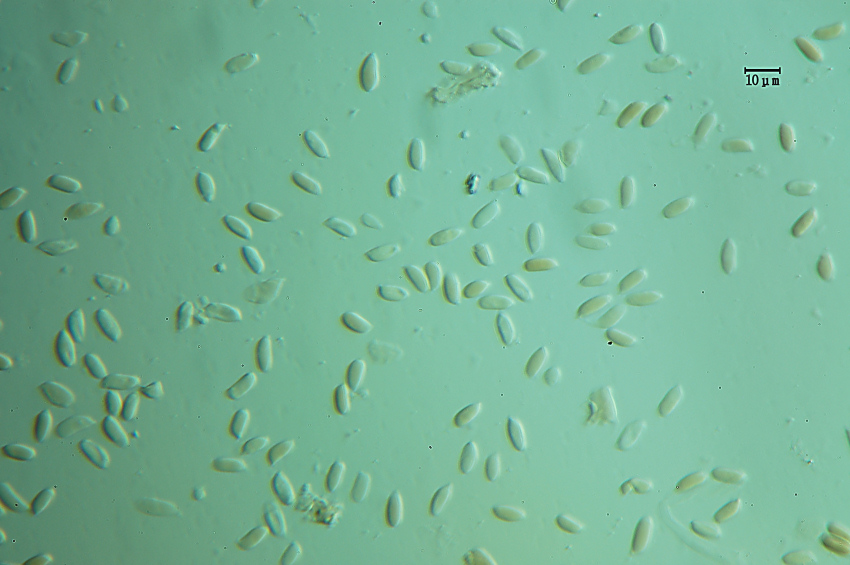 Crustoderma dryinum (Berk. & M.A. Curtis) Parmasto